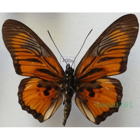 Pseudacraea clarki Butler, 1892 C.A.R. 58mm100n